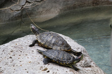 Obraz premium pareja de tortugas