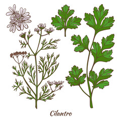 Cilantro Plant and Leaf in Hand Drawn Style