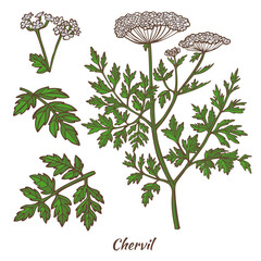 Chervil Plant and Leaves in Hand Drawn Style - obrazy, fototapety, plakaty