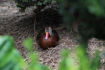 pato bronce
