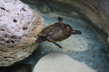 tortuga nadando