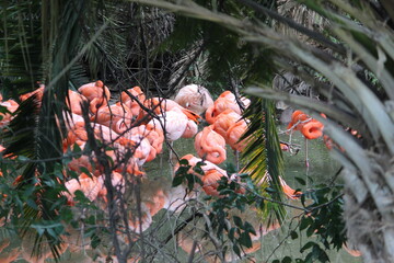 Obraz premium flamingos dormidos