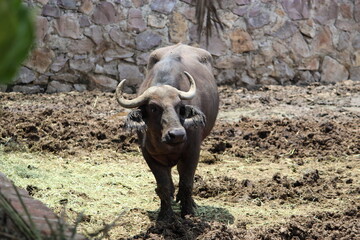Obraz premium búfalo cornudo