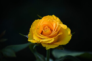 A golden, yellow rose, a beautiful flower in the garden on a summer day.