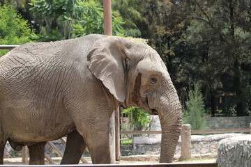 Fototapeta premium elefante lado
