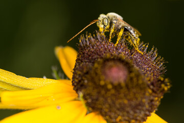 Longhorn Bee on Rudbeckia
