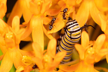 Monarch Caterpillar Confronts Ants