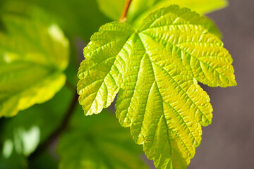 Young green leaf plants close-up, used as a background