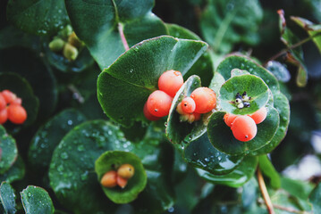 Goat-leaf Honeysuckle berries in the garden