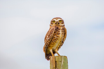 burrowing owl on a wooden trunk in Rio de Janeiro.