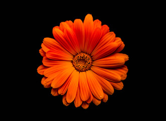 orange flower isolated on black