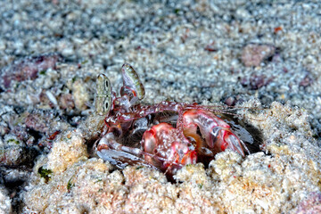 A picture of a giant mantis shrimp