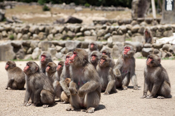 group of baboon