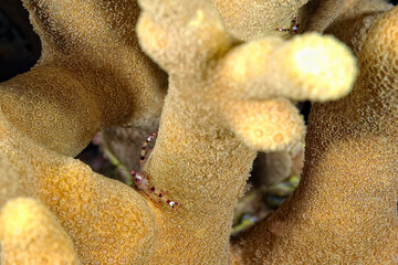 A picture of a squat lobster