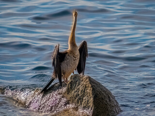 Darter Staring