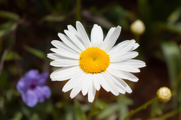 Power in white flower