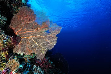 Foto op Plexiglas A picture of the coral reef © ScubaDiver