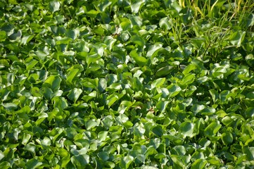 fresh green water hyacinth plant in nature garden