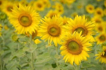 yellow sunflower in nature garden