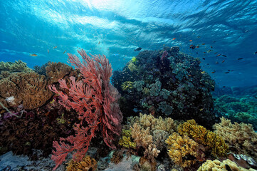 Fototapeta na wymiar A picture of the coral reef
