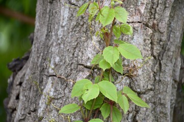 fresh green ivy leaf in nature garden