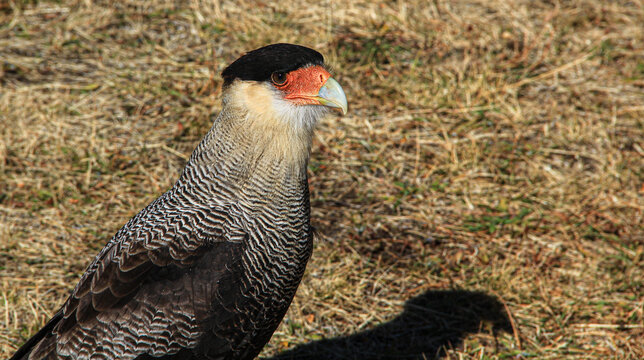 Crested Caracara, Traro or Carancho Bird, Photo took at Torres del Paine National Park, Chilean Patagonia