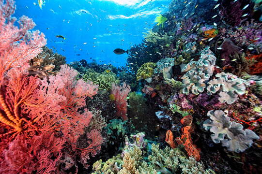 A picture of the coral reef