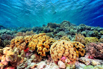A picture of the coral reef