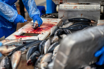 Sea fish. A worker cuts off the head of a fish