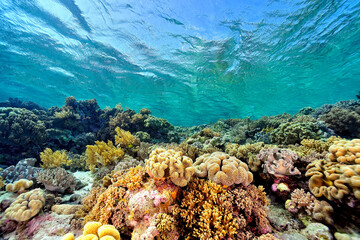A picture of the coral reef