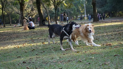 Dogs In The Park