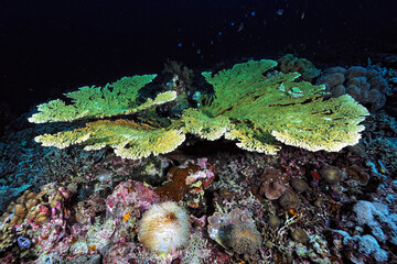 A picture of the coral reef