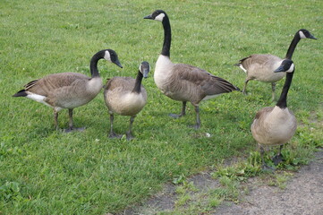 Five Alert Canadian Geese on Green Grass in Summer Time
