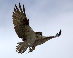 Osprey