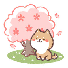 柴犬と桜の木