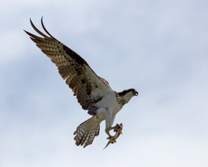 Osprey