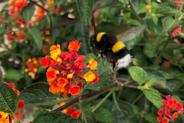 monarch butterfly on flower