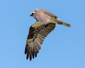 Osprey