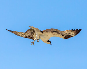 Osprey