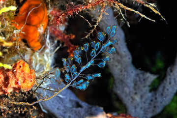 A picture of an ascidian