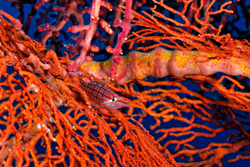 A picture of an hawkfish