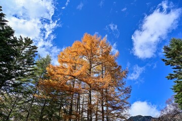 青空バックに見上げるカラマツの黄葉＠湯ノ湖、栃木