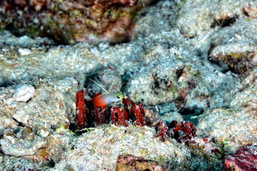 A beautiful red fire goby
