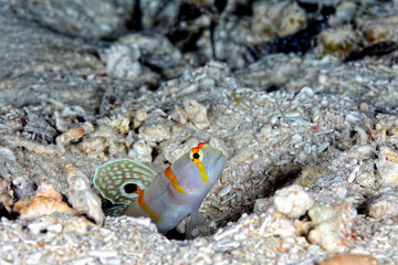 A picture of a sailfin shrimp goby