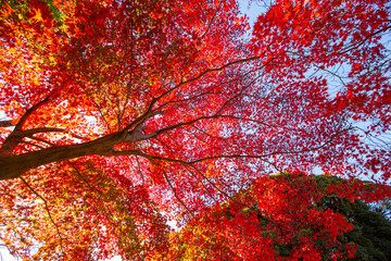 真っ赤な秋　東京の紅葉