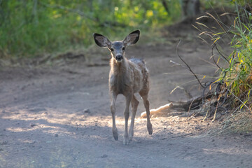 Deer