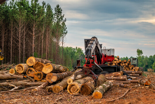 A forestry crane picking up freshly cut trees in a clearing.