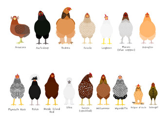 16 popular chicken breeds bundle - obrazy, fototapety, plakaty