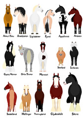 16 popular horse breeds bundle - obrazy, fototapety, plakaty