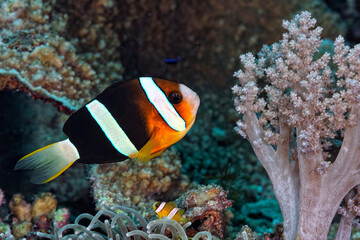 Fototapeta na wymiar An anemone and it's Clown fish